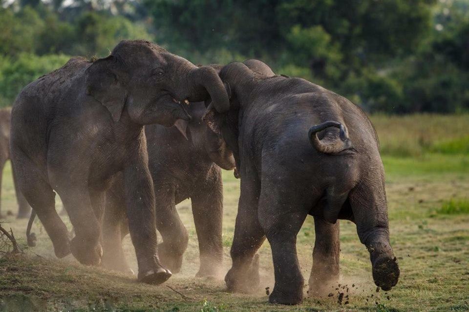 Elephant Lodge 우다왈라웨 외부 사진