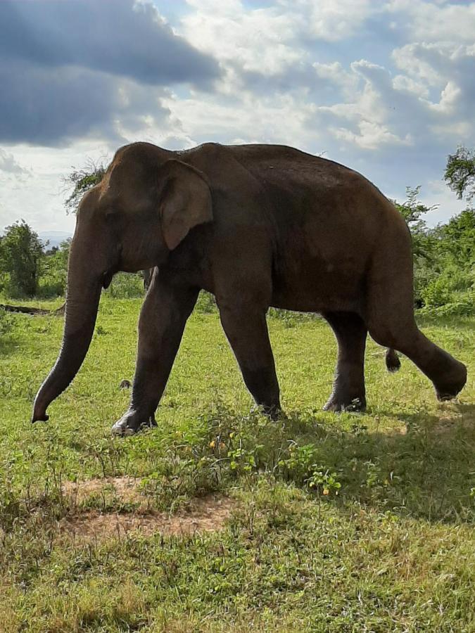 Elephant Lodge 우다왈라웨 외부 사진